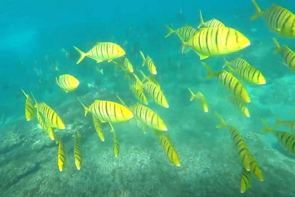snorkeling-fish-concentrate